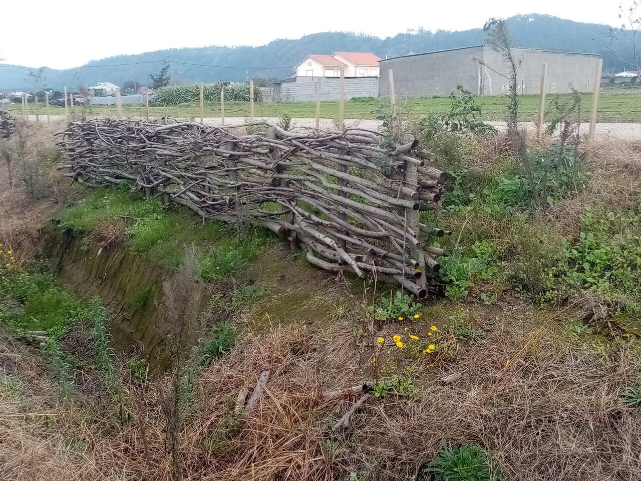 Entrançado a consolidar a margem de uma vala agrícola