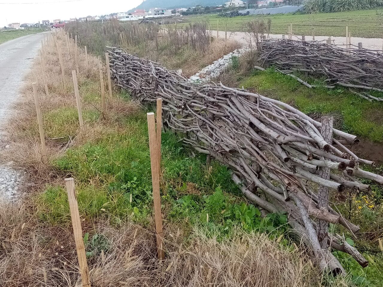 Entrançado ao longo de um caminho junto a campos